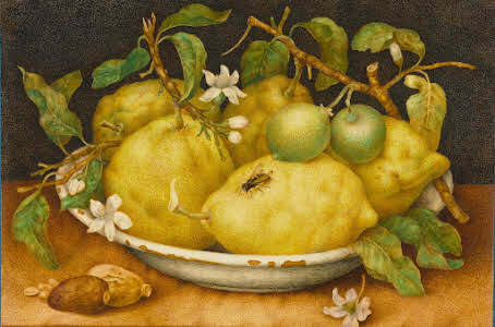 Giovanna Garzoni. (1600-1670).