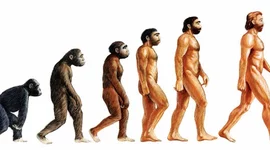 Timeline: LA EVOLUCIÓN HUMANA