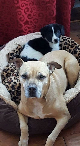 Getting my first puppy