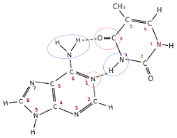 1966 ESTRUCTURA QUÍMICA DEL ADN