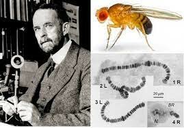 1910 DESCUBRIMIENTO DEL PRIMER MUTANTE GENÉTICO DE LAS MOSCAS DE LAS FRUTAS