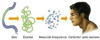 Concepto un gen-una enzima
