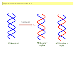 Replicación semiconservativa