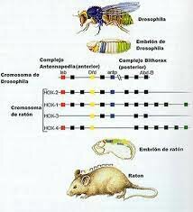 Primeros ratones y moscas transgénicos