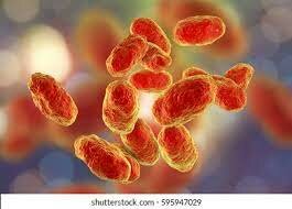 Se secuencia el primer genoma completo