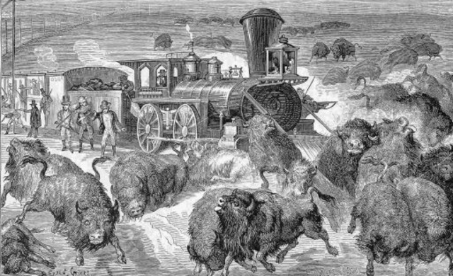 Hunting Buffalo for Sport