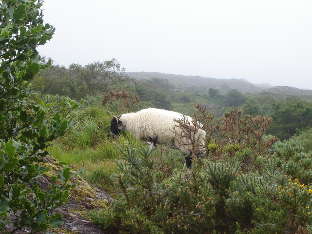 went to England and Ireland