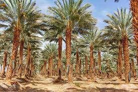 POLINIZACIÒN ARTIFICIAL