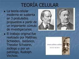 TEORÍA CELULAR