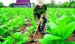 Superficies cultivables