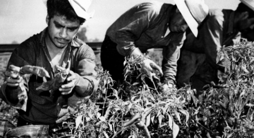 Bracero program