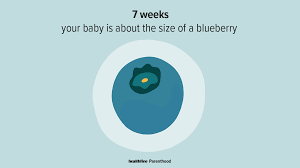 7 weeks