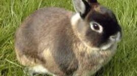 Timeline: Jazzy's life