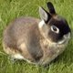 Dwarf rabbit
