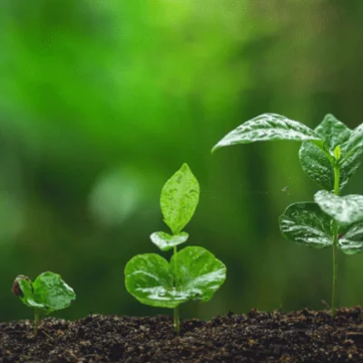 Timeline: BOTANICA PARA TODOS