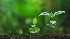 Timeline: BOTANICA PARA TODOS