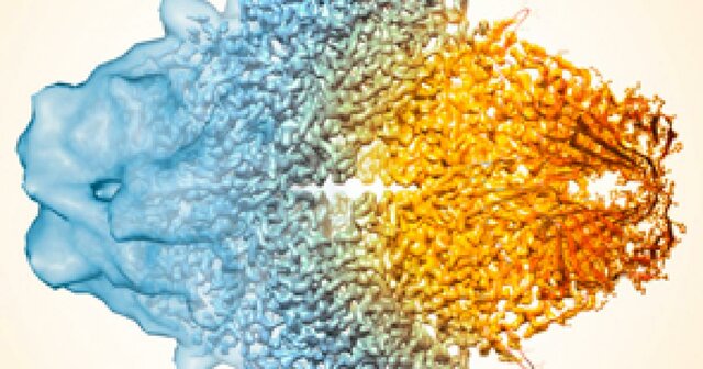 Desarrollo de la Criomicroscopía Electrónica