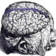 TEORIA VENTRICULAR (Erasistrato y Herófilo)