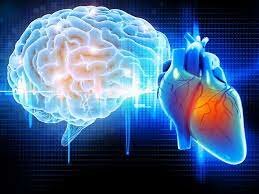 Hipotesis Cerebral Cardiaca - Hipocrates