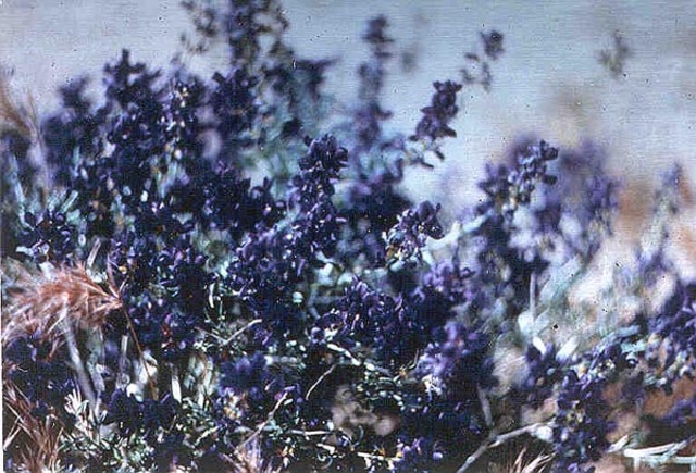 Instelling van het Cultuurstelsel