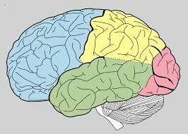NEUROPSICOLOGIA DE ORIENTACION PSICOLOGICA