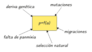 Ley De Hardy-Weinberg