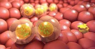 Eucariota Multicelular