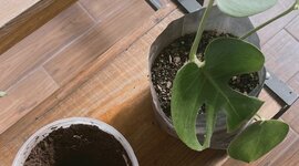 Timeline: Desarrollo Sostentable