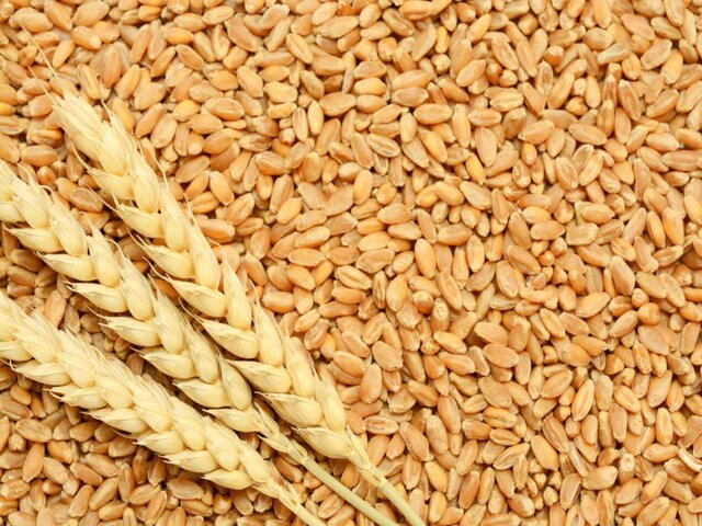 Loi Turgot sur la libéralisation des prix du grain