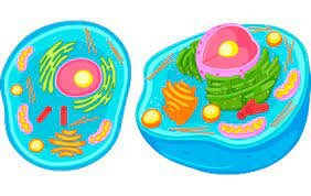 1800m.a- Primeros eucariotas