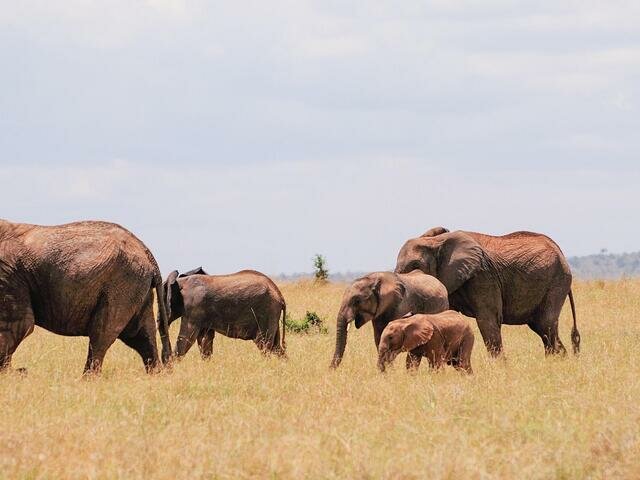 Convention on International Trade in Endangered Species