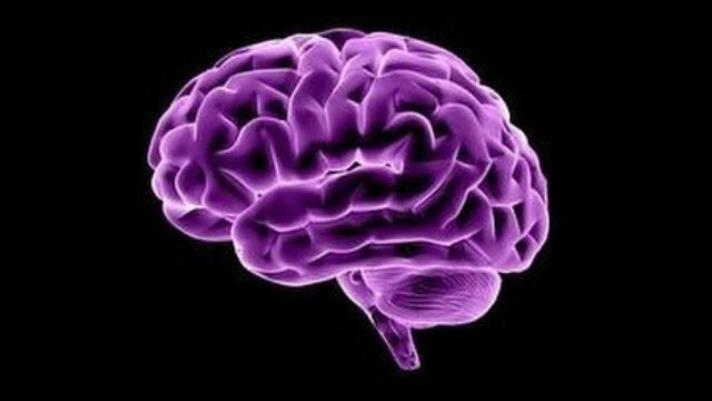 Platón - Hipótesis Cerebral -