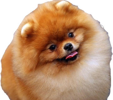 Segundo campeón de Libertadores