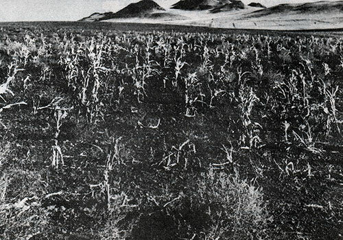 Drought Relief Service