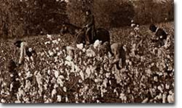 Peculiar Institution