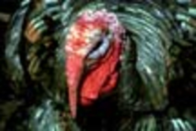 Ate turkey with my family