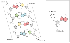 Genética Molecular