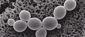 Primera secuencia completa