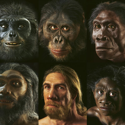 Timeline: La evolución humana