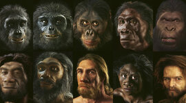 Timeline: La evolución humana