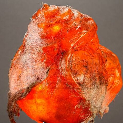 Ender Finds the Last Formic Egg