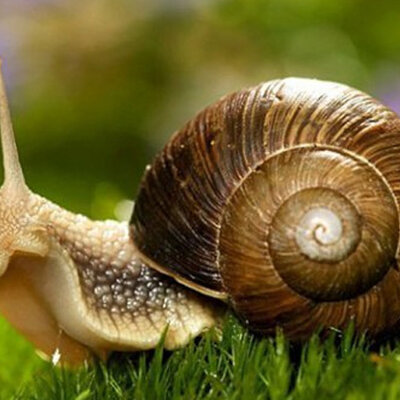 Timeline: Алгоритм проведення палеомалакологічних досліджень