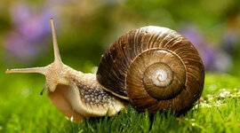 Timeline: Алгоритм проведення палеомалакологічних досліджень