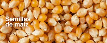 1946 -  SEMILLA DE MAÍZ HÍBRIDO