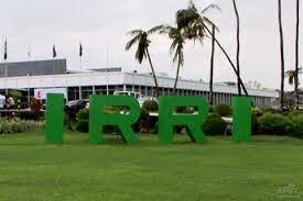 1960 - Creación del Instituto Internacional de Investigación del Arroz (IRRI) y Grupo Consultivo sobre Investigación Agrícola Internacional (CGIAR)