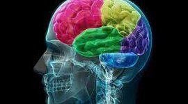 Timeline: La neuropsicología en el tiempo