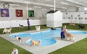 Abrir un albergue para perros