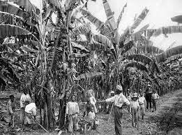 Banana plantations
