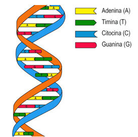 ESTRUCTURA DEL ADN