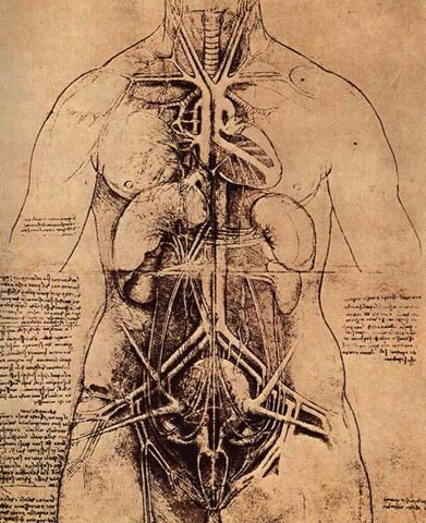 Studi di anatomia